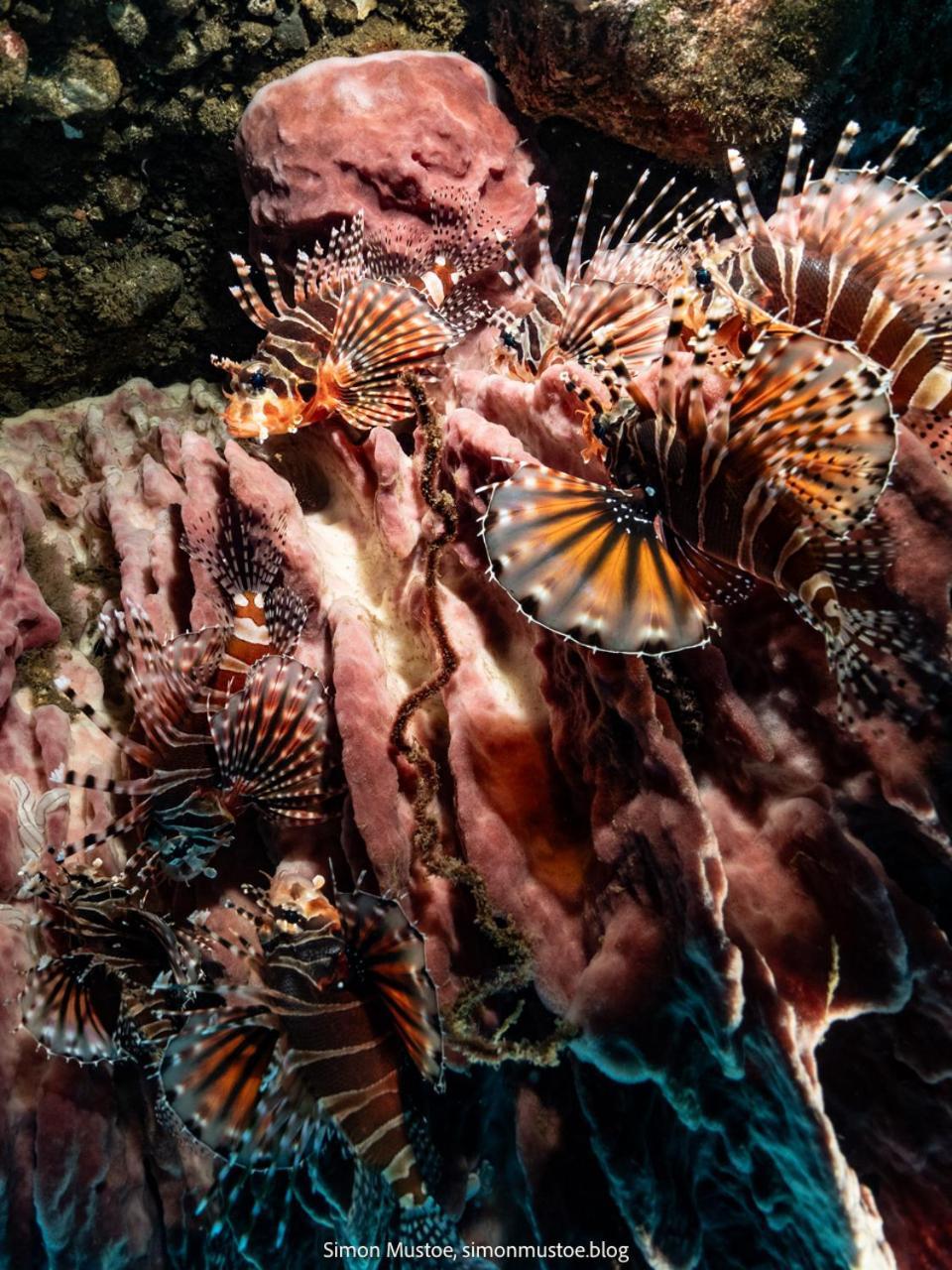 Teluk Karang Dive & Spa Resort Tejakula Eksteriør bilde