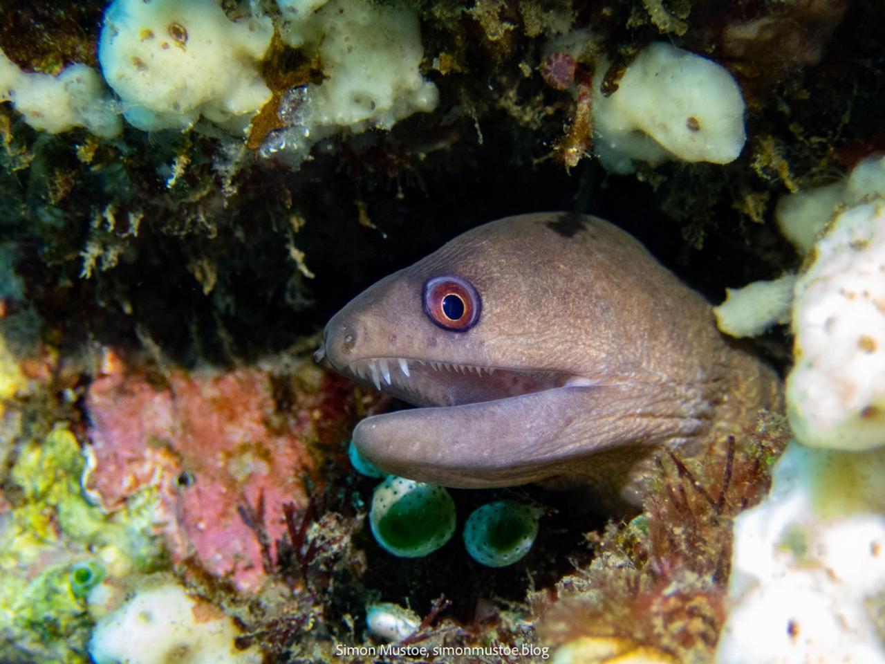 Teluk Karang Dive & Spa Resort Tejakula Eksteriør bilde