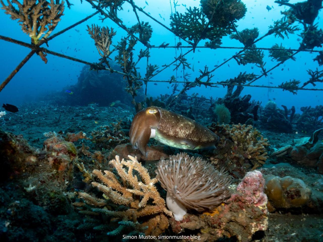 Teluk Karang Dive & Spa Resort Tejakula Eksteriør bilde